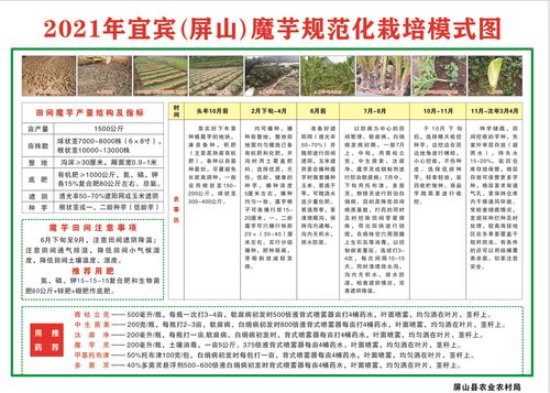 技術傳授到田間，農技推廣重實效——屏山縣白魔芋規范化種植技術現場培訓會側記